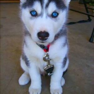 Meet your Posher, Morgan